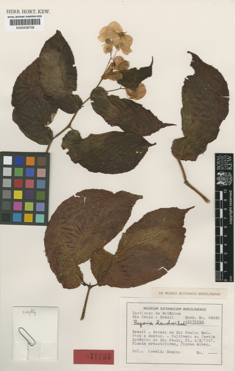 B. handroi
